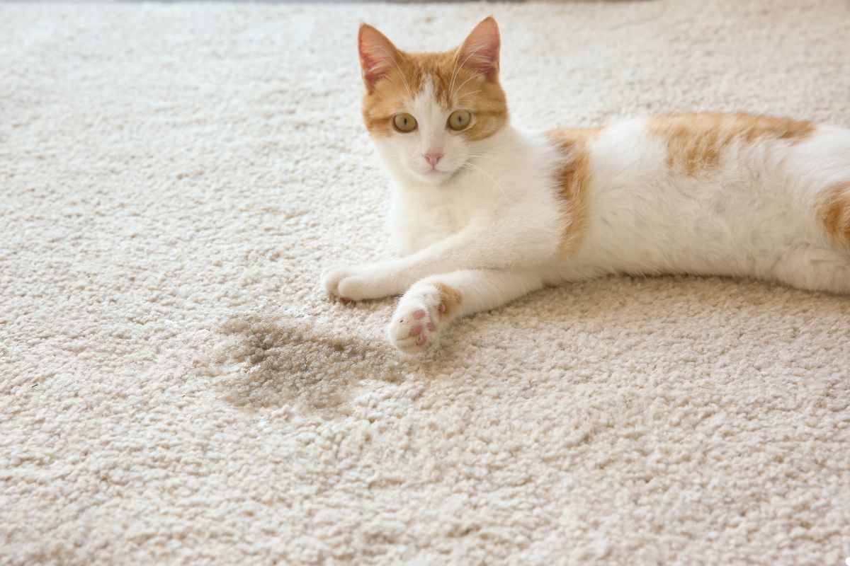 A cat resting on a carpet, its paw gently placed on the floor beside it.