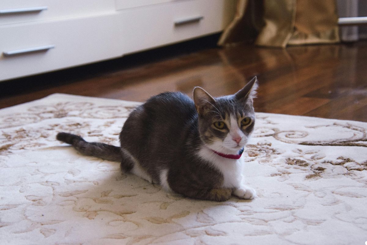 A cat sitting comfortably on a patterned rug in a cozy room.